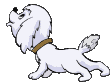 cane bianco