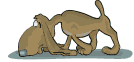 cane gif segugio