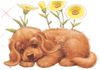 cucciolo di cane