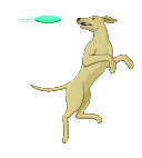 cane che salta gif