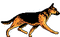 cane lupo gif