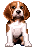 gif cane