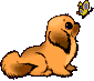 cane con farfalla gif