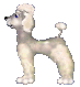 cane gif barboncino