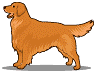 cane grasso marrone