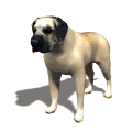 gif cane mastino