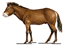 asino