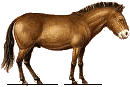 asino
