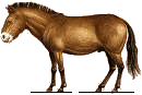 asino