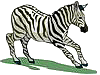 zebra gif