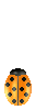 coccinella gif