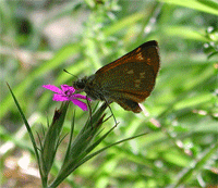 farfalla esperidae gif
