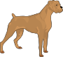 cane boxer