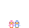 coppia pinguini