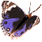 farfalla gif