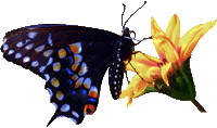 farfalla-235