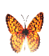 farfalla Nymphalidae