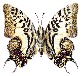 farfalla glitter
