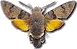macroglossa gif