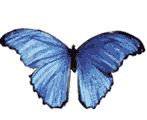 farfalla blu