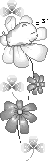 fiori bianchi