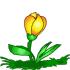 fiore croco giallo