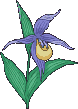 orchidea gif