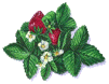 fragola gif