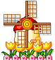 mulino tulipani gif