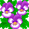 viole gif