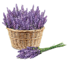 Cesto di fiori di Lavanda