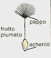 frutto piumato