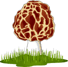 Fungo Morchella