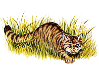 gatto tra l'erba