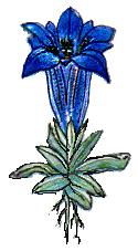 fiore di genzianella