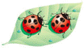 coccinelle gif