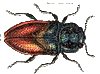 buprestide gif