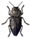 buprestide gif