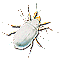 acaro gif