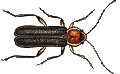 cantaride gif