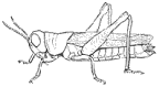 cavalletta gif