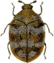 dermestidae