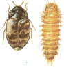 dermestite adulto e larva