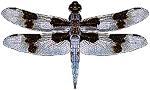 libellula 