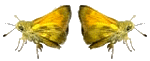 farfalle gif