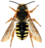 megachilidae gif