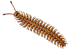 millepiedi gif