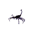 scorpioncino gif