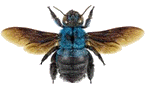 xylocopa