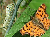 Lepidotteri bruchi e farfalle